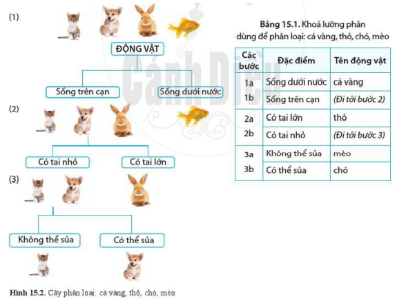 Lý thuyết Khoa học tự nhiên 6 Bài 15: Khóa lưỡng phân