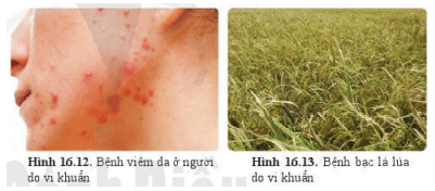 Lý thuyết Khoa học tự nhiên 6 Bài 16: Virus và vi khuẩn