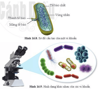 Lý thuyết Khoa học tự nhiên 6 Bài 16: Virus và vi khuẩn | Cánh diều