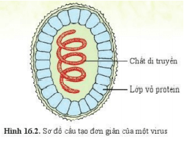 Lý thuyết Khoa học tự nhiên 6 Bài 16: Virus và vi khuẩn | Cánh diều