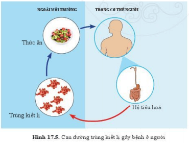 Lý thuyết Khoa học tự nhiên 6 Bài 17: Đa dạng nguyên sinh vật