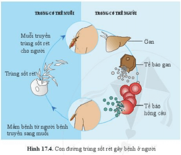 Lý thuyết Khoa học tự nhiên 6 Bài 17: Đa dạng nguyên sinh vật