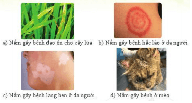 Lý thuyết Khoa học tự nhiên 6 Bài 18: Đa dạng nấm | Cánh diều