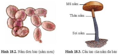 Lý thuyết Khoa học tự nhiên 6 Bài 18: Đa dạng nấm