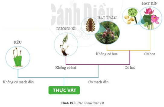 Lý thuyết Khoa học tự nhiên 6 Bài 19: Đa dạng thực vật