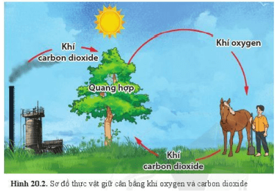 Lý thuyết Khoa học tự nhiên 6 Bài 20: Vai trò của thực vật trong đời sống và trong tự nhiên