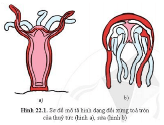 Lý thuyết Khoa học tự nhiên 6 Bài 22: Đa dạng động vật không xương sống