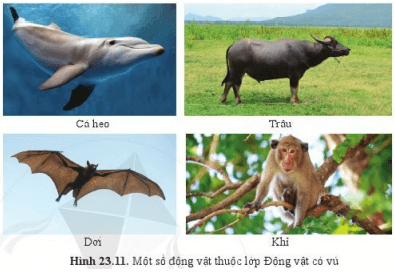 Lý thuyết Khoa học tự nhiên 6 Bài 23: Đa dạng động vật có xương sống