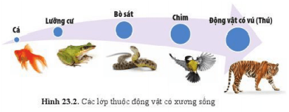 Lý thuyết Khoa học tự nhiên 6 Bài 23: Đa dạng động vật có xương sống