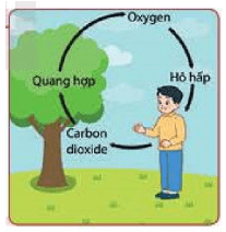 Lý thuyết Khoa học tự nhiên 6 Bài 7: Oxygen và không khí | Cánh diều