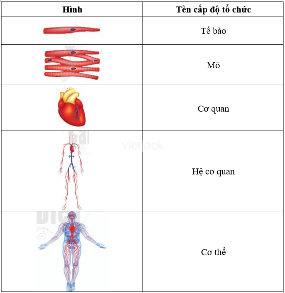 Nêu tên các cấp độ tổ chức cấu tạo của cơ thể người có trong hình 13.10