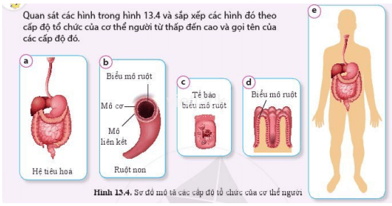 Quan sát các hình trong hình 13.4, sắp xếp các hình đó theo cấp độ tổ chức