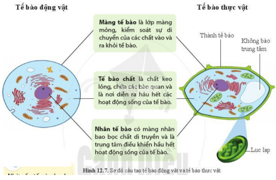 Quan sát hình 12.7 và cho biết cấu tạo và chức năng của màng tế bào