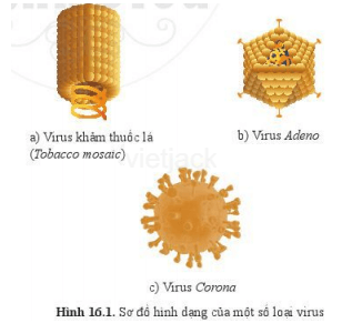 Quan sát hình 16.1 và cho biết hình dạng của các virus