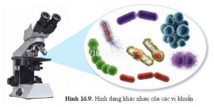 Quan sát hình 16.9 và nêu các hình dạng khác nhau của vi khuẩn