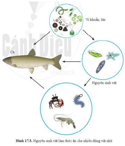 Quan sát hình 17.3 và cho biết nguyên sinh vật là thức ăn của những động vật nào
