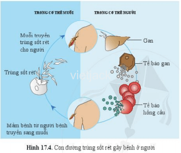 Quan sát hình 17.4, 17.5, hãy cho biết chúng ta cần làm gì để phòng tránh bệnh sốt rét