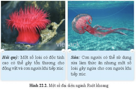 Quan sát hình 22.2 và mô tả hình dạng của hải quỳ, sứa
