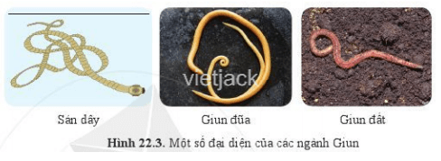 Quan sát hình 22.3 và nêu đặc điểm nhận biết sán dây, giun đũa, giun đất