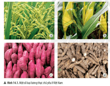 Bài 14. Một số lương thực – thực phẩm