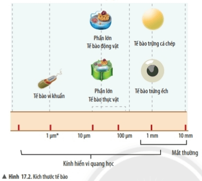 Bài 17: Tế bào