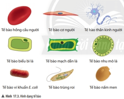 Bài 17: Tế bào