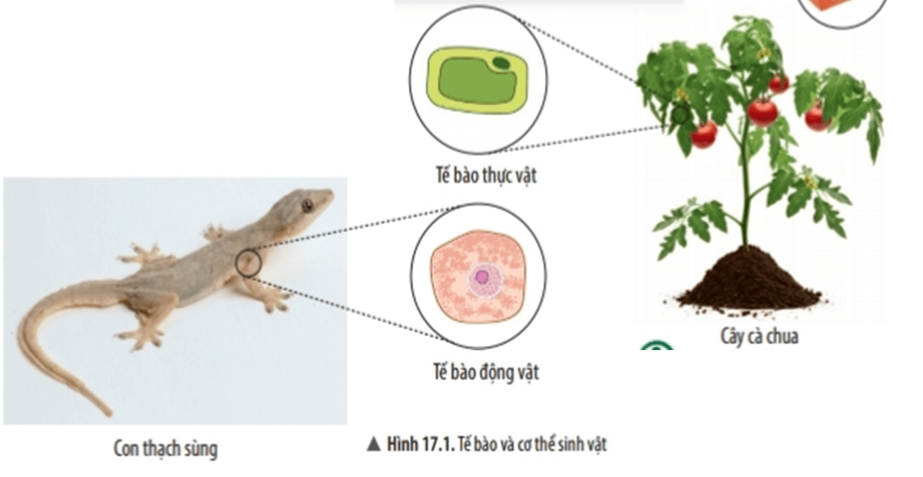 Bài 17: Tế bào