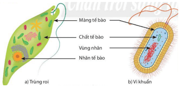 Bài 19: Cơ thể đơn bào và cơ thể đa bào