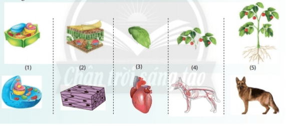 Bài 20: Các cấp độ tổ chức trong cơ thể đa bào