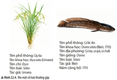 Bài 22: Phân loại thế giới sống