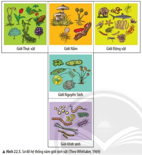 Bài 22: Phân loại thế giới sống