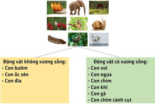 Bài 31: Động vật