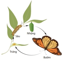 Bài 31: Động vật