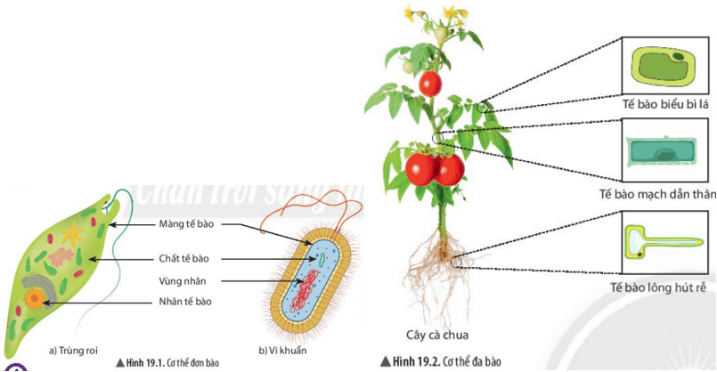 Em hãy nêu điểm khác biệt về số lượng tế bào giữa cơ thể sinh vật