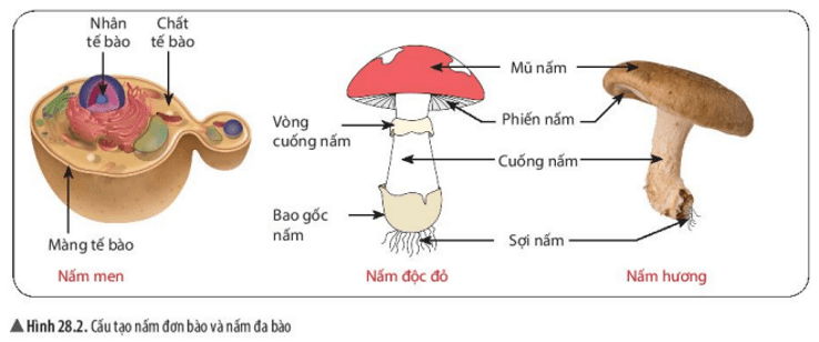 Hãy chỉ ra điểm khác biệt giữa cơ thể nấm độc và các loại nấm khác