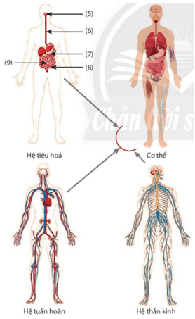 Hãy kể tên một số cơ quan cấu tạo nên hệ tiêu hóa ở người