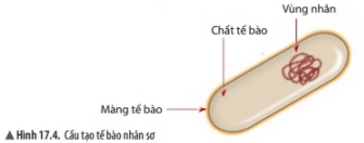 Lý thuyết Khoa học tự nhiên 6 Bài 17: Tế bào