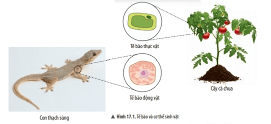 Lý thuyết Khoa học tự nhiên 6 Bài 17: Tế bào