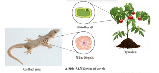 Lý thuyết Khoa học tự nhiên 6 Bài 17: Tế bào | Chân trời sáng tạo