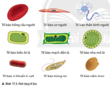 Lý thuyết Khoa học tự nhiên 6 Bài 17: Tế bào