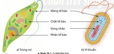 Lý thuyết Khoa học tự nhiên 6 Bài 19: Cơ thể đơn bào và cơ thể đa bào