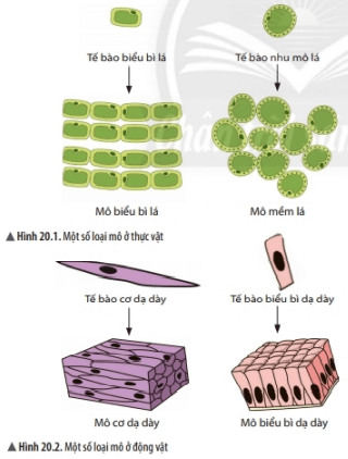 Lý thuyết Khoa học tự nhiên 6 Bài 20: Các cấp độ tổ chức trong cơ thể đa bào