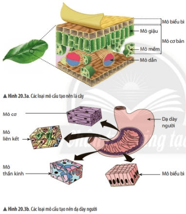 Lý thuyết Khoa học tự nhiên 6 Bài 20: Các cấp độ tổ chức trong cơ thể đa bào