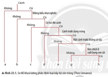 Lý thuyết Khoa học tự nhiên 6 Bài 23: Thực hành xây dựng khóa lưỡng phân | Chân trời sáng tạo