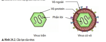 Lý thuyết Khoa học tự nhiên 6 Bài 24: Virus