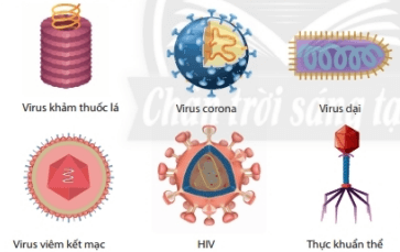 Lý thuyết Khoa học tự nhiên 6 Bài 24: Virus