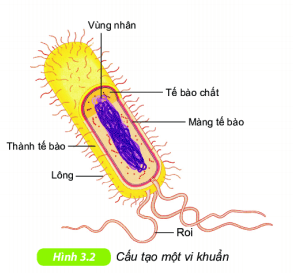 Lý thuyết Khoa học tự nhiên 6 Bài 25: Vi khuẩn
