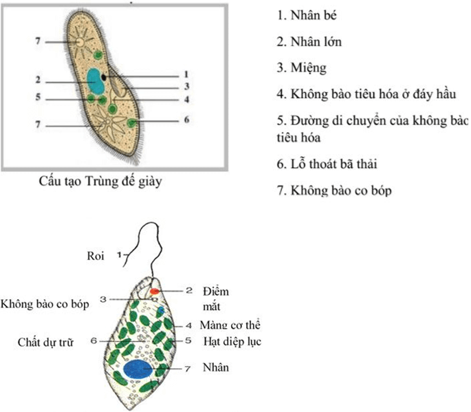 Lý thuyết Khoa học tự nhiên 6 Bài 27: Nguyên sinh vật