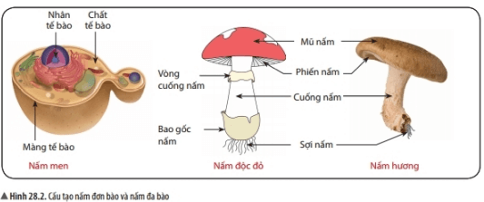 Lý thuyết Khoa học tự nhiên 6 Bài 28: Nấm