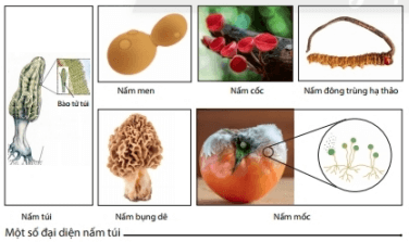 Lý thuyết Khoa học tự nhiên 6 Bài 28: Nấm | Chân trời sáng tạo